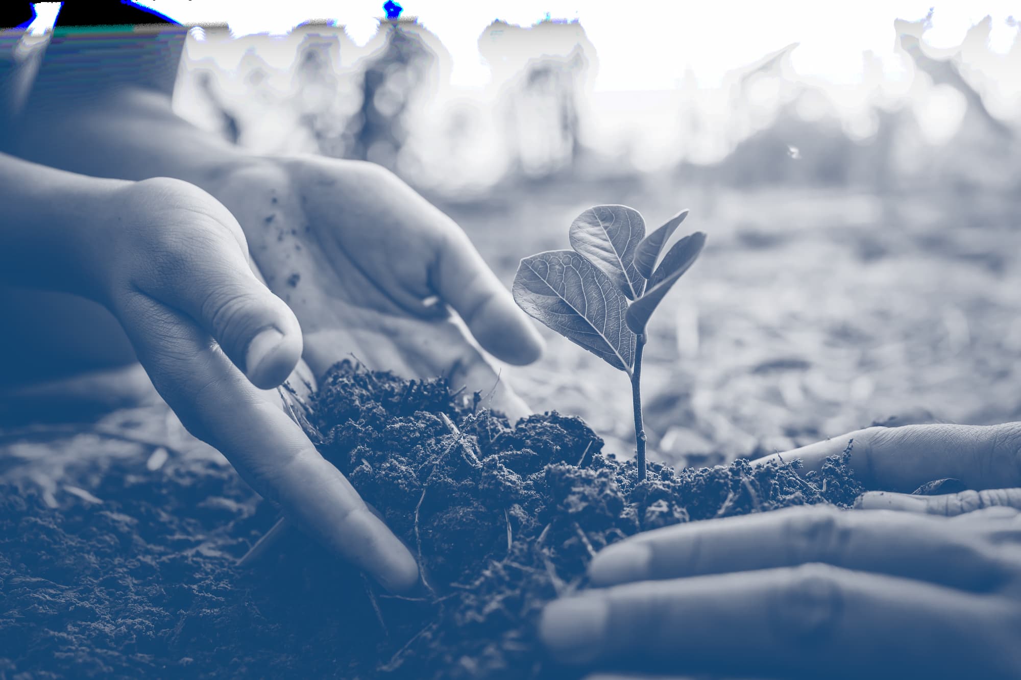 Castellan-Group-hands-planting-seedling-in-earth